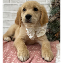 Golden Retriever Puppy Toast