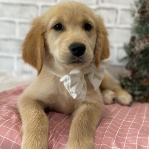 Golden Retriever Puppy Toast