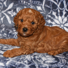 Goldendoodle Puppy Hanky