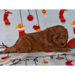 Goldendoodle Puppy Hanky