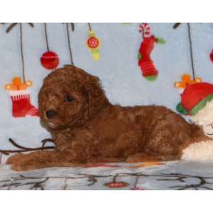 Goldendoodle Puppy Hanky