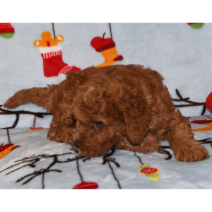 Goldendoodle Puppy Hanky