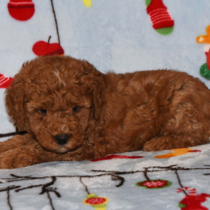 Goldendoodle Puppy Hanky