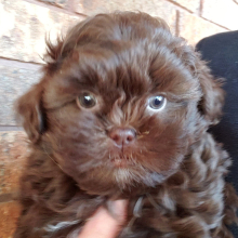 Shihpoo Puppy Tatum