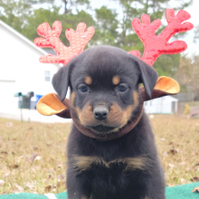 Rottweiler Puppy Jewel