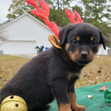 Rottweiler Puppy Jewel