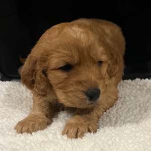 Labradoodle Puppy Ruth