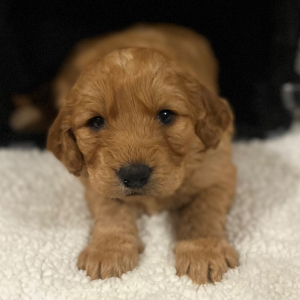 Labradoodle Puppy Ruth