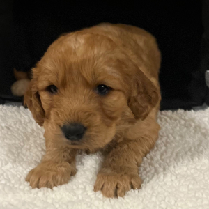 Labradoodle Puppy Ruth