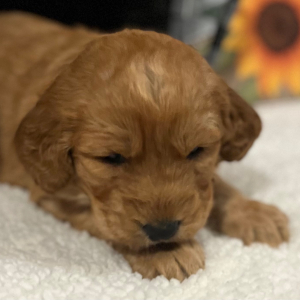 Labradoodle Puppy Ruth