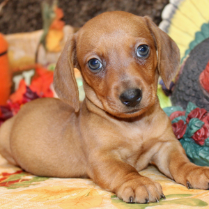 Dachshund Puppy Lyle