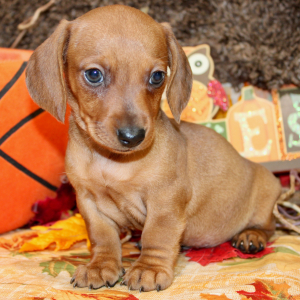 Dachshund Puppy Lyle
