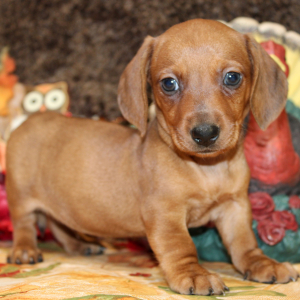 Dachshund Puppy Lyle