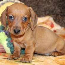 Dachshund Puppy Lyle