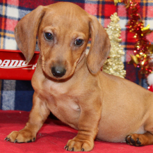 Dachshund Puppy Lyle