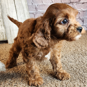 Cavapoo Puppy Kevin