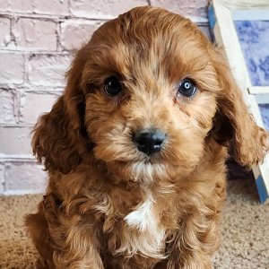 Cavapoo Puppy Kevin