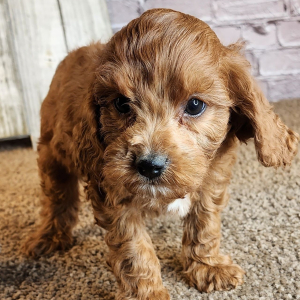 Cavapoo Puppy Kevin