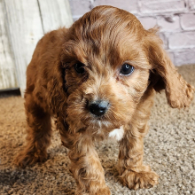 Cavapoo Puppy Kevin