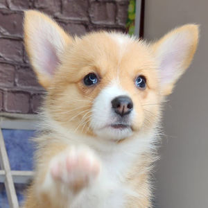 Auggie Puppy Aubrey