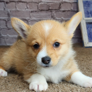 Auggie Puppy Aubrey