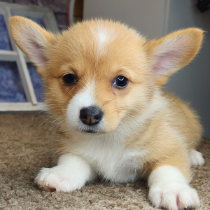 Auggie Puppy Aubrey
