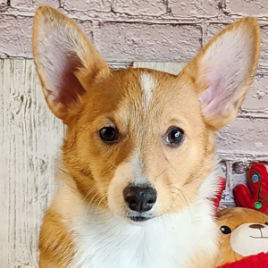 Auggie Puppy Aubrey