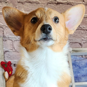 Auggie Puppy Aubrey