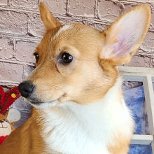 Auggie Puppy Aubrey