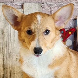 Auggie Puppy Aubrey