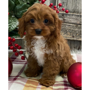 Cavapoo Puppy Grady