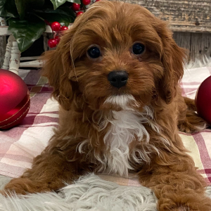 Cavapoo Puppy Grady