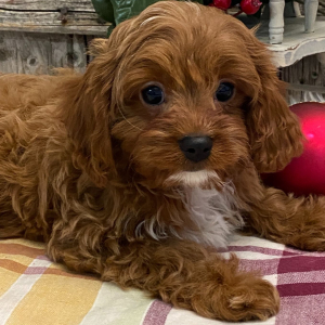 Cavapoo Puppy Grady