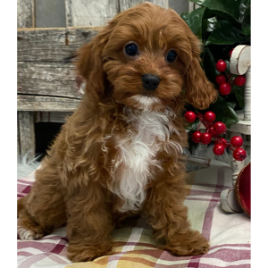 Cavapoo Puppy Grady