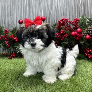 Havanese Puppy Liv