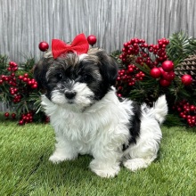 Havanese Puppy Liv