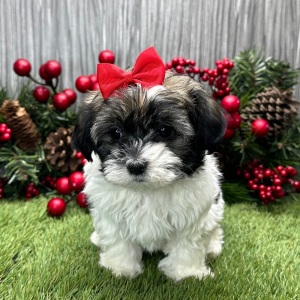 Havanese Puppy Liv