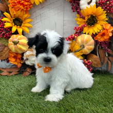 Havanese Puppy Willie