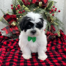 Havanese Puppy Willie