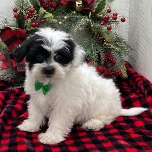 Havanese Puppy Willie