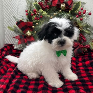 Havanese Puppy Willie