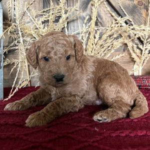 Goldendoodle Puppy Conner