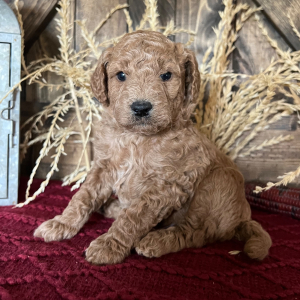 Goldendoodle Puppy Conner