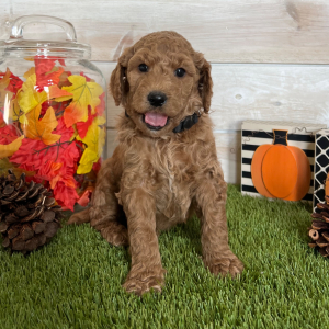 Goldendoodle Puppy Conner