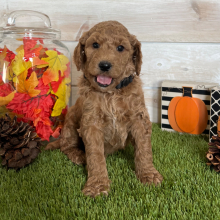 Goldendoodle Puppy Conner
