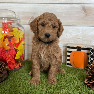 Goldendoodle Puppy Conner