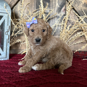 Goldendoodle Puppy Jane