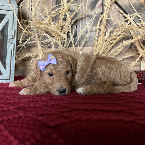 Goldendoodle Puppy Jane