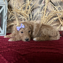Goldendoodle Puppy Jane