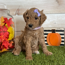 Goldendoodle Puppy Jane